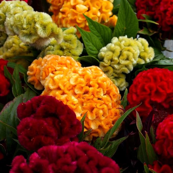 Celosia Seed Mix Celosia Cristata Cockscomb Woolflowers About 200 Seeds for Planting