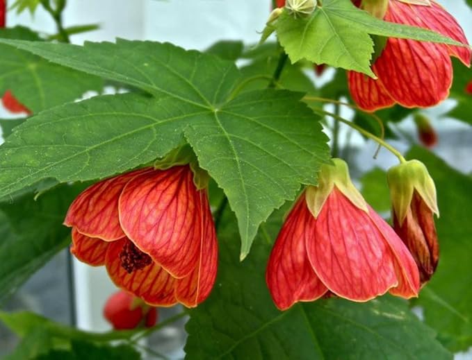 Seeds Abutilon Mix (Flowering Maple) Perennial Flowers