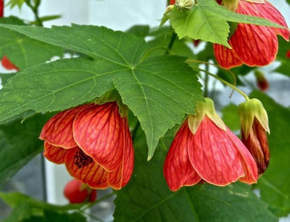 Seeds Abutilon Mix (Flowering Maple) Perennial Flowers