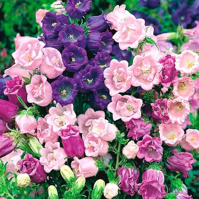 Seeds Canterbury Bells Double Mix/Bellflower/Biennial Flowers