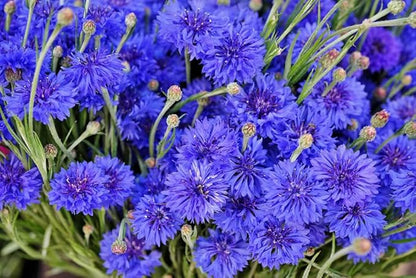 100pcs Blue Cornflower Seeds Bachelor Button Flowers Tall Cut Flower Butterflies Non-GMO Young Love