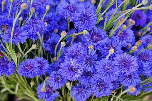 100pcs Blue Cornflower Seeds Bachelor Button Flowers Tall Cut Flower Butterflies Non-GMO Young Love