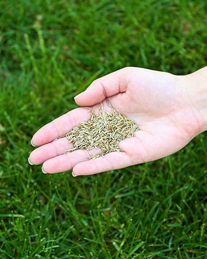 Twin City Seed Co. Bee Lawn Mix, Grass & Flower Mixture, 1 lb Bag