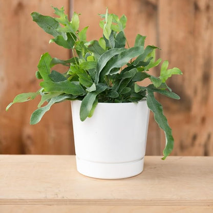 Novelty Majestic Full Depth Cylinder Pot, Glossy White, 12-Inch (10122)