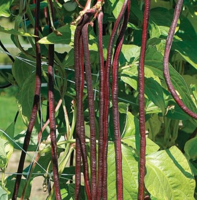 30PCS Purple Red Yard Noodle Bean Seeds Asparagus Bean String Bean Seeds