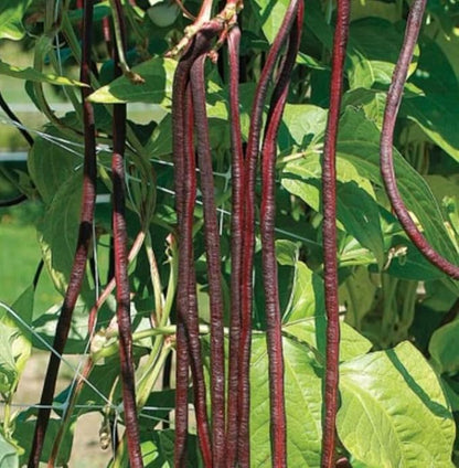 30PCS Purple Red Yard Noodle Bean Seeds Asparagus Bean String Bean Seeds