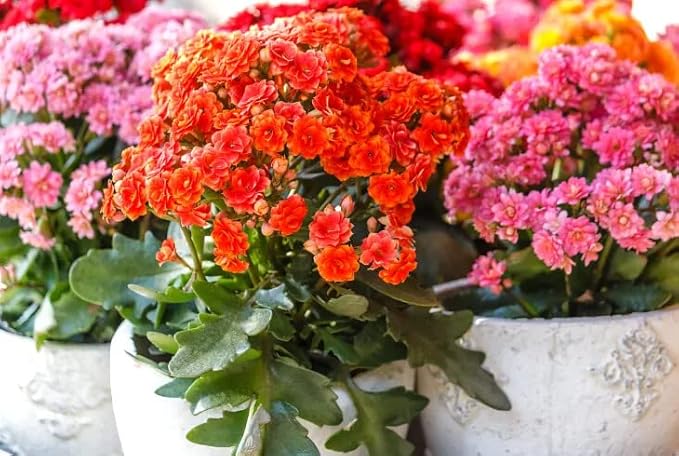 Gardenera Kalanchoe Plant Premium Potting Mix - Optimize Growth and Blooming Ingredients - 1 Quart