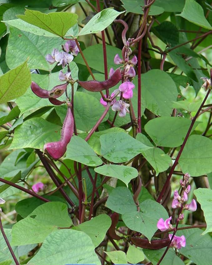 15PCS Purple Hyacinth Bean Seeds Dolichos Lablab Climbing Vine Non-GMO Seeds