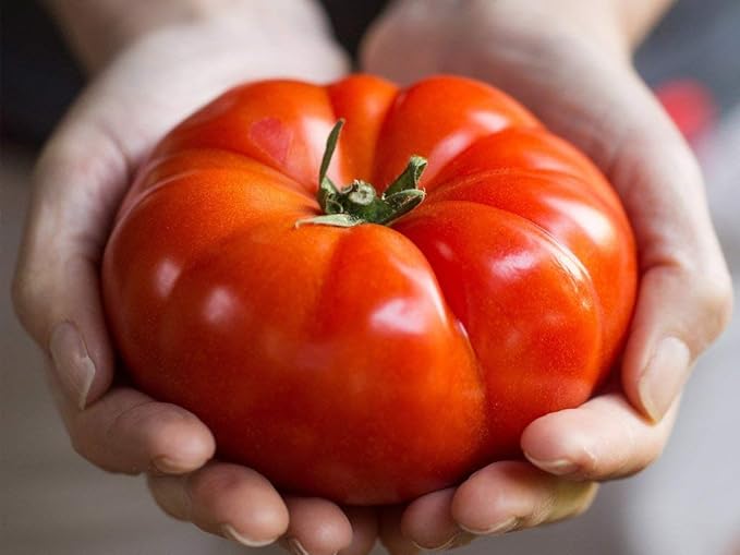 Seeds Red Giant Beefsteak Tomato Indeterminate Non GMO Vegetable for Planting