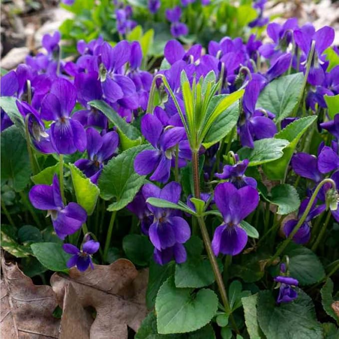 1000+ Viola Seeds -Sweet Violet Flower Seeds for Planting Outdoors,Perennial Viola Violets Flower Seed Non-GMO Fragrant Attract Butterflies & Open Pollinated for Home Garden