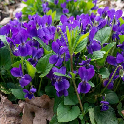 1000+ Viola Seeds -Sweet Violet Flower Seeds for Planting Outdoors,Perennial Viola Violets Flower Seed Non-GMO Fragrant Attract Butterflies & Open Pollinated for Home Garden