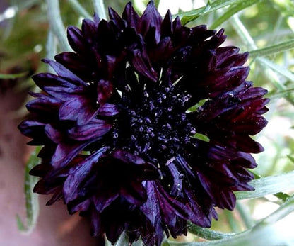 Black Cornflower 200+ Seeds to Grow Annual to Plant in Spring or in Fall Non-GMO