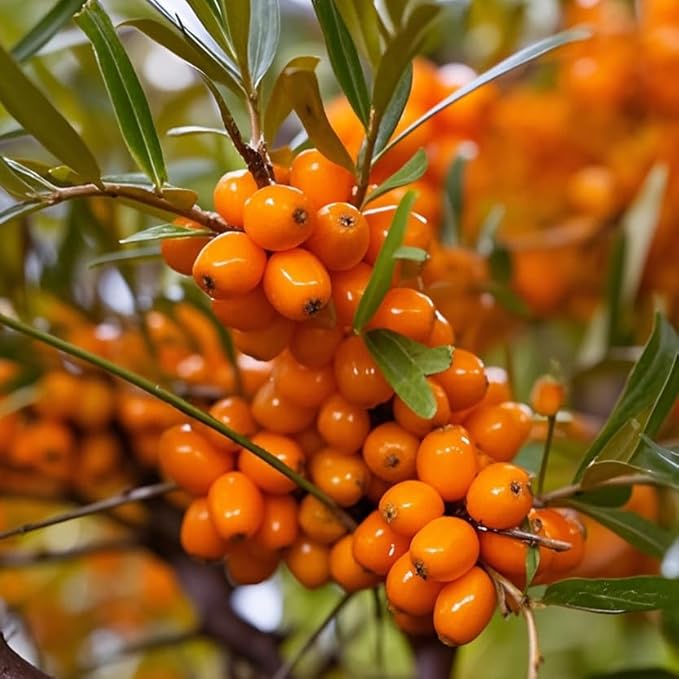 Sea Buckthorn Seeds for Planting, 30pcs Perennial Sea Buckthorn Fruit Tree Seed Non-GMO Heirloom Sweet Edible Tropical Fruit Plants, Sweet Juicy Fruits Plants in Your Home Garden Outdoor
