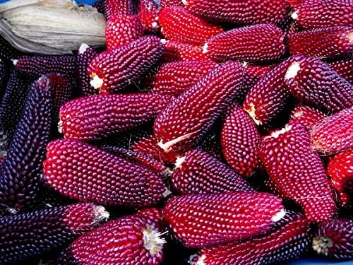 Seeds Vegetable Ornamental Corn Red - 10 Seeds