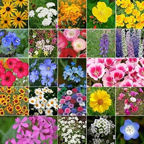 Dirt Goddess Super Seeds~ California Wildflower Seed Mix (1/2 Lb) 422,000 Seeds