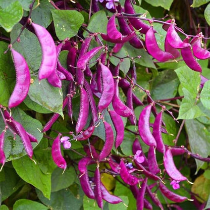 10+ Hyacinth Bean Seeds Climbing Vine Asian Purple Beans Akhana Fujimame Vegetable Planting