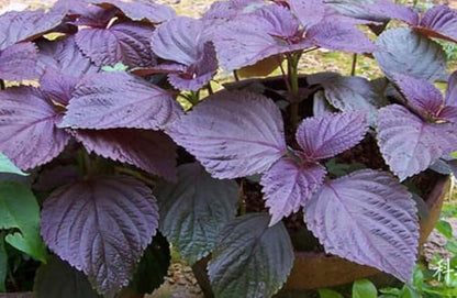 200PCS Purple Shiso Herb Seeds Perilla Heirloom Non-GMO Asian Basil Annual Seeds