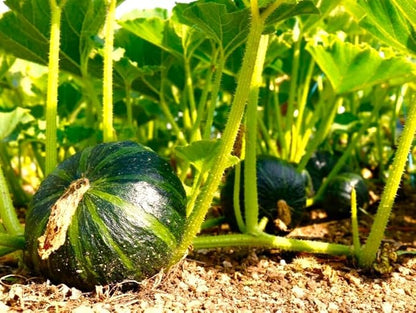TomorrowSeeds - Kabocha Squash Seeds - 20+ Count - for 2026 Planting Japanese Pumpkin Green Hokkaido Ebisu Asian Tetsukabuto Buttercup Gourd Garden Vegetable Grow Your Own Home Farm Patio Healthy