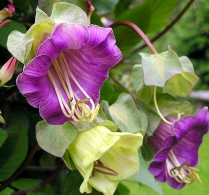 Seeds Cathedral Bells Mix/Cobea/Perennial Flowers