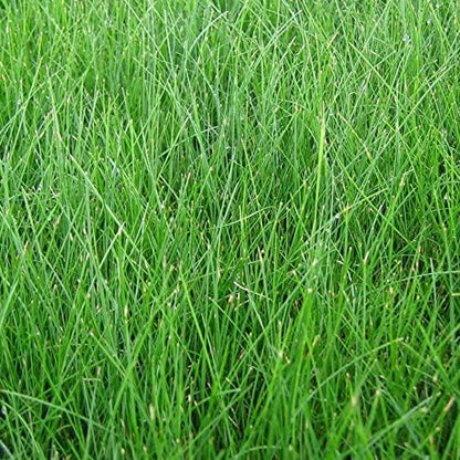 EZ Straw Lawn Repair Mix Tall Fescue Blend - Seed, Mulch and Fertilizer Combination, 11lbs (Covers 200sq ft.)