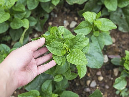 Malabar Spinach 200 Seeds Organic Red Water Spinach Seeds Non-GMO Green Perpetual Vine Leaf for Planting