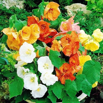 Seeds Abutilon Mix (Flowering Maple) Perennial Flowers