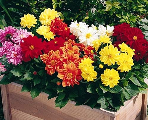 Seeds Flowers Dahlia Double Mix Annual - 30 Seeds