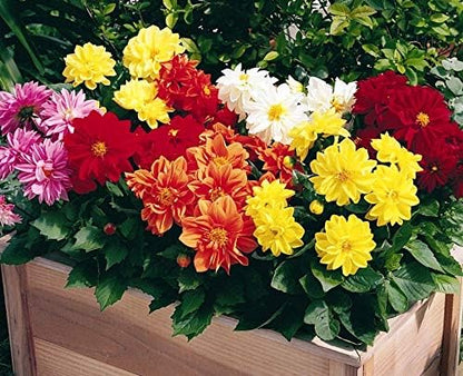 Seeds Flowers Dahlia Double Mix Annual - 30 Seeds