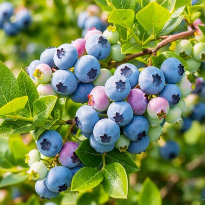 1500Pcs Mix Fruit Seeds for Planting-6 Varieties Including 400 Strawberry 200 Blueberry 300 Raspberry 300 Mulberry 200 Cranberry and 20 Cherry