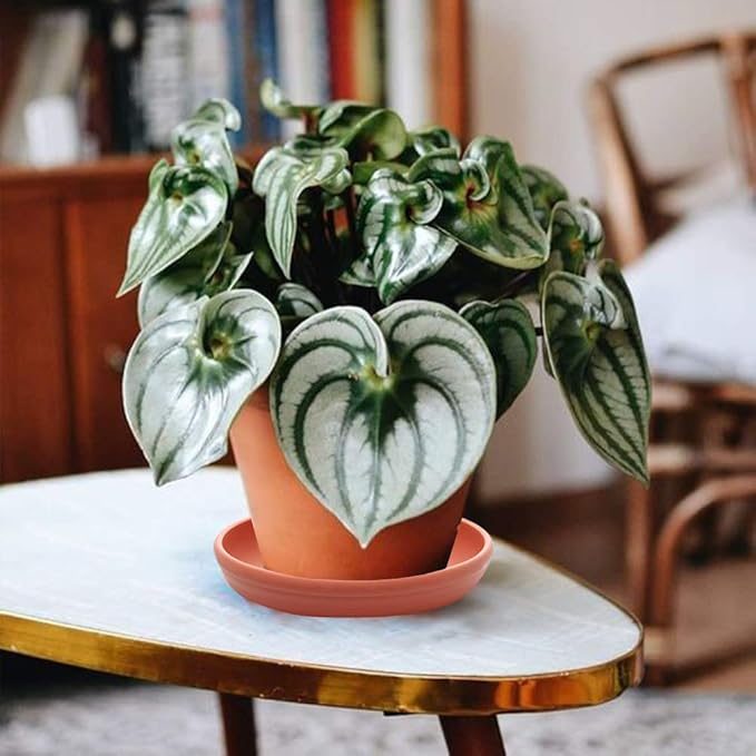SAROSORA Round Plastic Plant Saucer Drip Tray Set of 6 for Indoor Outdoor Home Garden Flower Plant Container Flower Pot Pallets ((5.8''+7"+8'') x2, Terracotta)