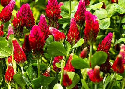 Crimson Clover Seeds, Premium Cover Crop Seeds, 1 Pound Pack from Seeds2Go