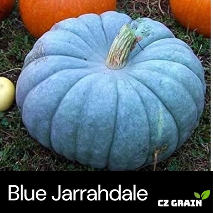 Exotic Blue Pumpkin Seeds | 10 Seeds Packet | Blue Jarrahdale Pumpkin | Beautiful Slate Color for Fall Décor & Baking | Easy Heirloom Seeds