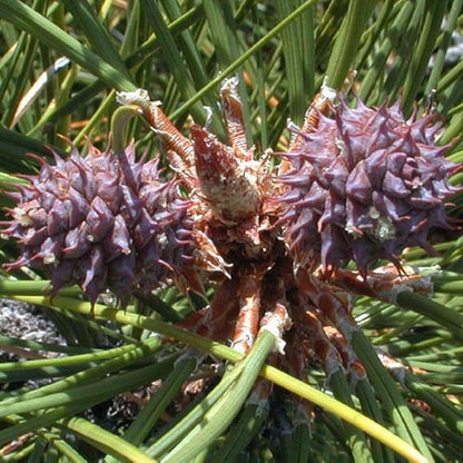 Pinus Ponderosa (Ponderosa Pine) Tree Seeds, Resilience and fire Adaptation, Seeds by MySeeds.Co, You Choose The Amount (Trial Size)