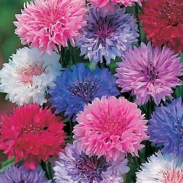 TomorrowSeeds - Cotton Candy Mix Tall Bachelor Button Seeds - 3000+ Count - for 2026 Planting Centaurea Multicolor Heirloom Tall Cornflower Flower Bouquet Edible Boutonniere Basket Corn Grow Your Own