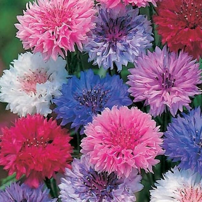 TomorrowSeeds - Cotton Candy Mix Tall Bachelor Button Seeds - 3000+ Count - for 2026 Planting Centaurea Multicolor Heirloom Tall Cornflower Flower Bouquet Edible Boutonniere Basket Corn Grow Your Own