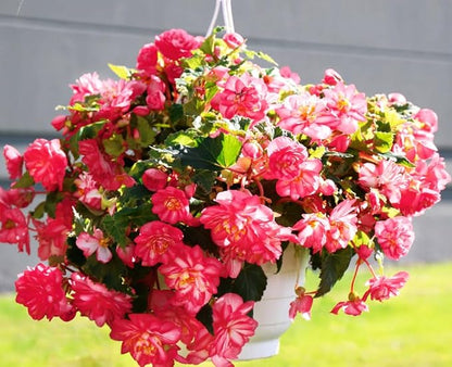 100PCS Pink Begonia Nonstop Flower Seeds Ornamental Easy to Grow Flower Seeds Home Garden
