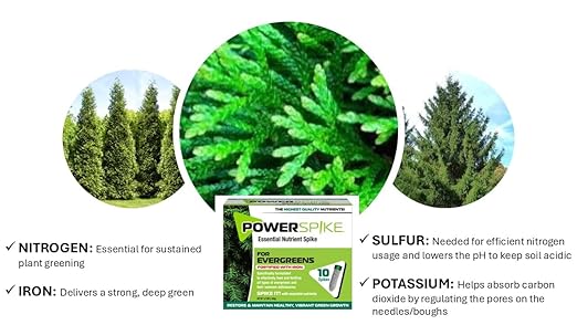 Power Spike for EVERGREENS, Fertilizer Spike. Essential Nutrient Spike Fortified with Iron to Feed All Types of evergreens and Address Common Deficiencies (10 Spikes - 3.2 lbs) (10)