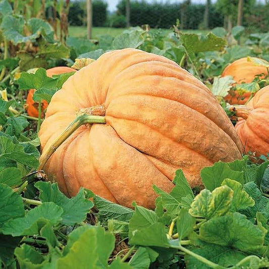 Eden Brothers Pumpkin Seeds - Atlantic Giant Non-GMO Seeds for Planting, Packet | High-Yielding, Fast Growing Vegetable Seeds, Plant During Warm Season, Zones 3, 4, 5, 6, 7, 8, 9, 10
