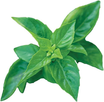 Burpee 55370A Pesto Party Basil Seeds