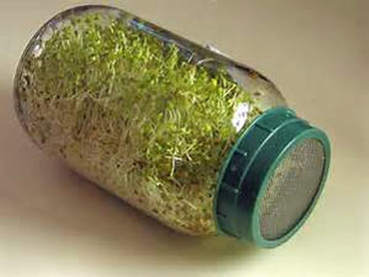 Alfalfa Sprouting Seed, Non GMO - 16 Oz -Country Creek LLC Brand - High Sprout Germination- Edible Seeds, Gardening, Hydroponics, Growing Salad Sprouts, Planting, Food Storage & More