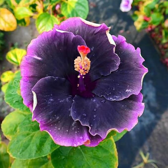 100+ Mixed Hibiscus Seeds Planting Outdoor- Perennial Rare Non-GMO Heirloom Hibiscus Flowers Plant for Your Garden Home