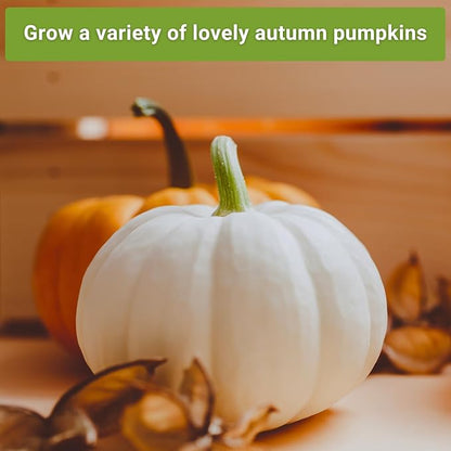 Sow Right Seeds - Classic Pumpkin Seed Collection for Planting - Small Sugar, Casper & Big Max Pumpkin Seeds - Non-GMO Heirloom Packets with Instructions to Plant Home Vegetable Garden - Fall Harvest