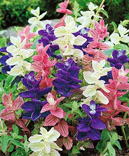 Seeds Flowers Clary Tricolor Mix Annual - 100 Seeds