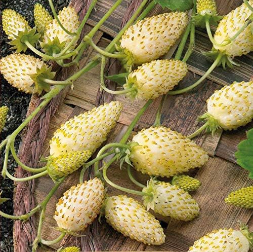 Seeds Alpine Strawberry Yellow Wonder Everbearing Climbing Heirloom Fruits for Planting Non GMO