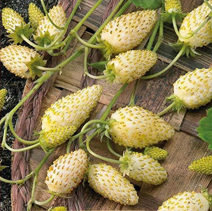 Seeds Alpine Strawberry Yellow Wonder Everbearing Climbing Heirloom Fruits for Planting Non GMO