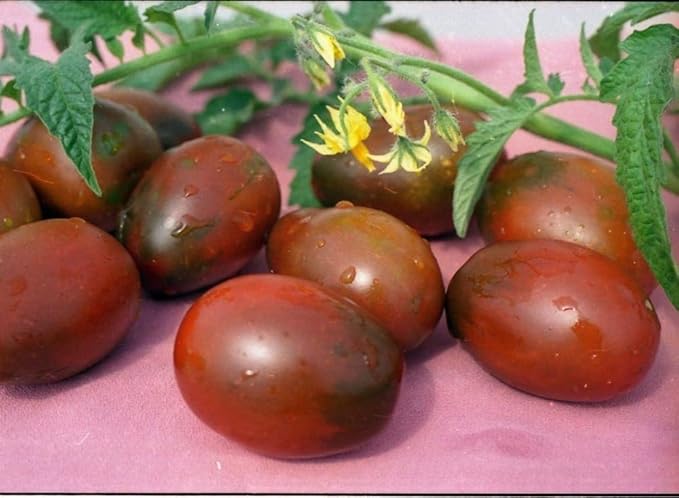 Seeds Vegetable Black De Barao Tomato - 40 Seeds