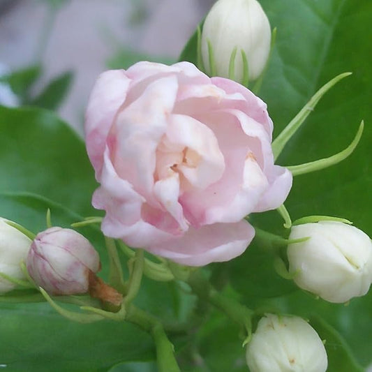 Jasmine Flower Seeds for Planting, 150pcs Perennial Fragrant Climbing Jasmine Flower Seeds Plants, Non-GMO Heirloom Beauty Windmill Climber Flowers in Home Garden Outdoors