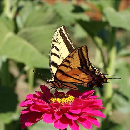 Zinnia Seeds for Planting Outdoors ~3000 California Giant Mix Zinnia Seeds - Beautiful 4' Tall Wildflower Blossoms - Zinnia elegans Pollinator Seed Mix - Bright, Cheerful Annual Flower Seed