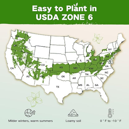 Lush&Dew Year-Round USDA Zone 6 Heirloom Survival Seed Kit, 32 Varieties 30,000+ Non-GMO Seeds for Planting Vegetables Herbs, Gardening Gifts for Women Men, Raised Beds, Indoor Outdoor Home Gardens