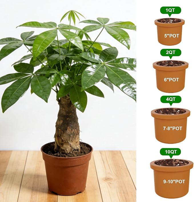 All-Natural Money Tree Soil & Indoor Potting Mix 2QT - Drainage-Enhanced Plant Soil for Healthy Indoor Plants